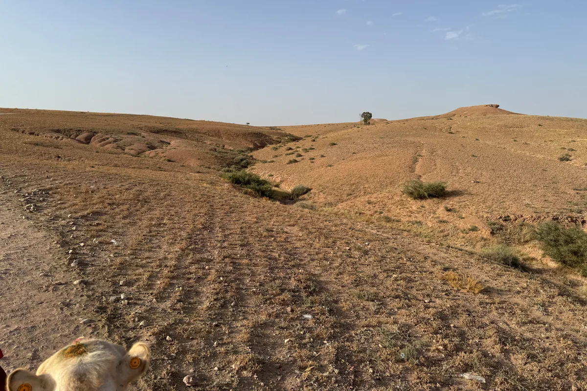 Sol caillouteux, ravine et touffes d'arbustes du désert d'Agafay, vus du dos d'un dromadaire dont on aperçoit les oreilles (juin 2026)
