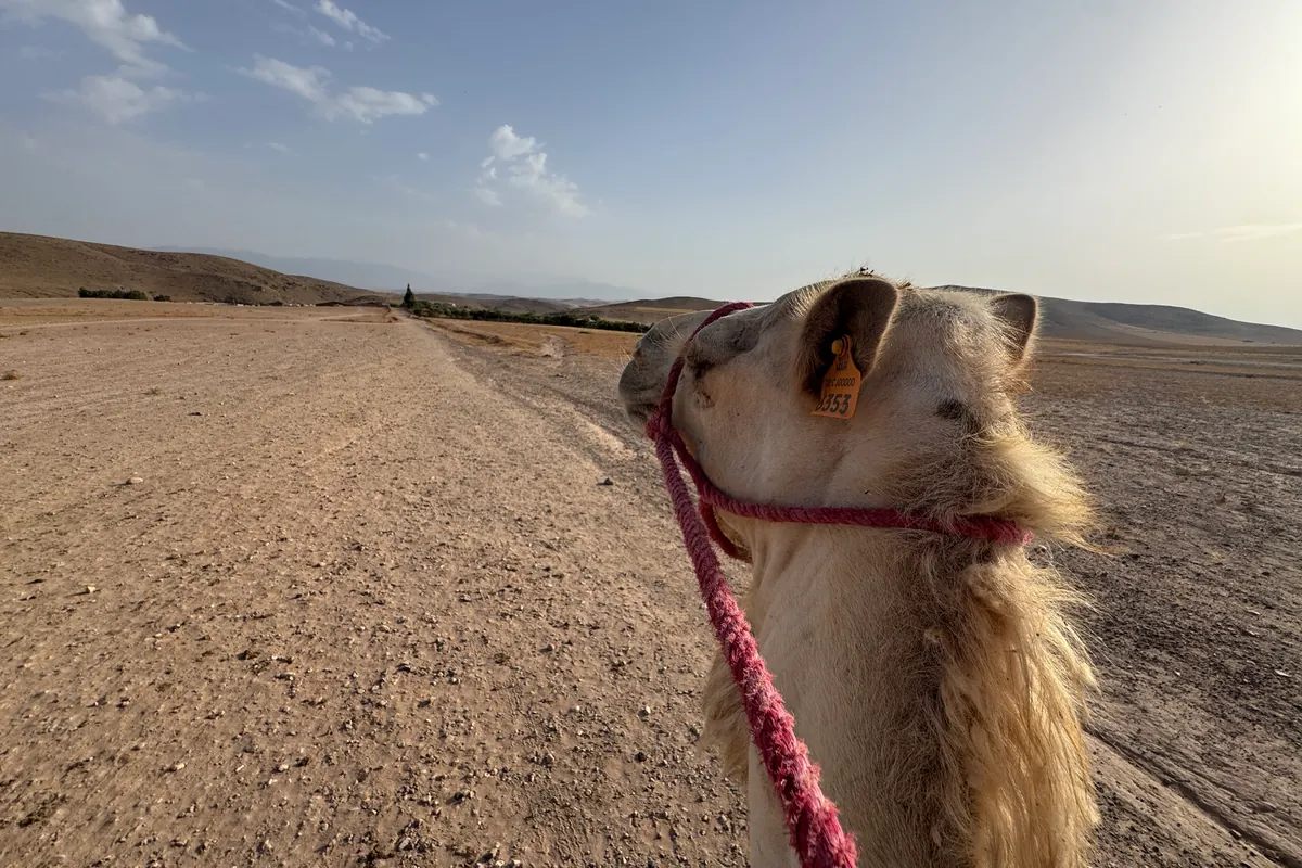 La tête d'un dromadaire au licol de corde rose, vue depuis la selle, face à une piste du désert d'Agafay (juin 2026)