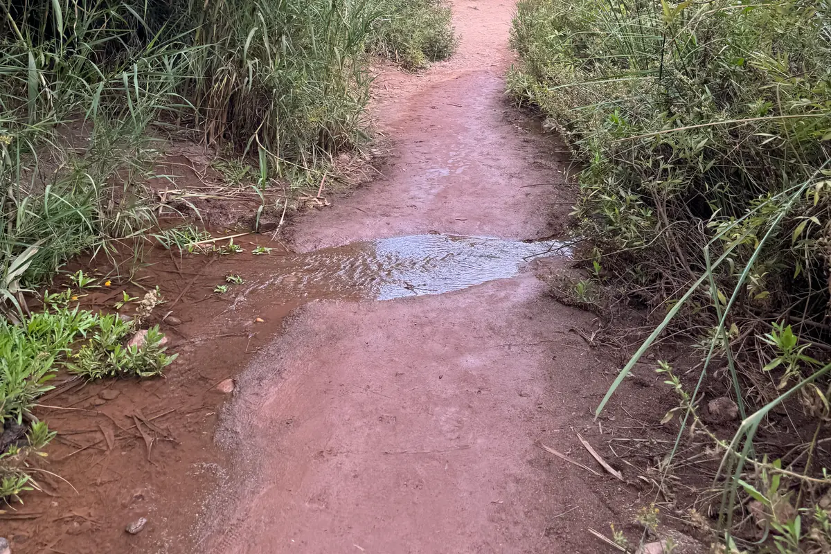 Le sentier de la Vallée du Paradis, entre roseaux et palmiers (octobre 2024)