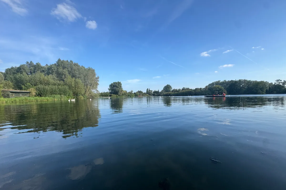 Un grand étang aux eaux calmes, avec des cygnes près des roseaux (août 2026)